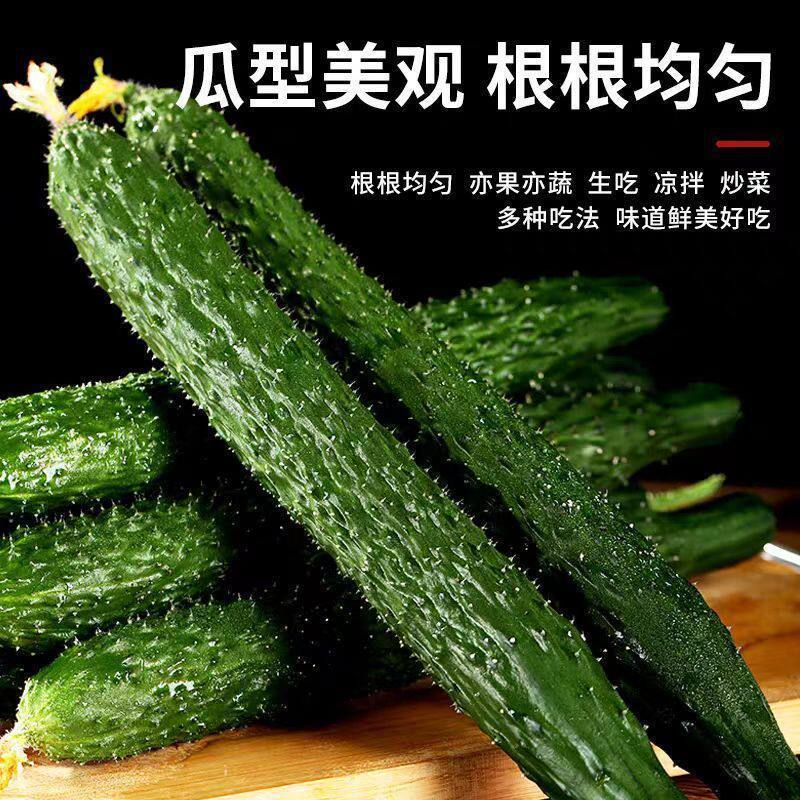 山东莘县大棚黄瓜