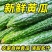 山东莘县大棚黄瓜