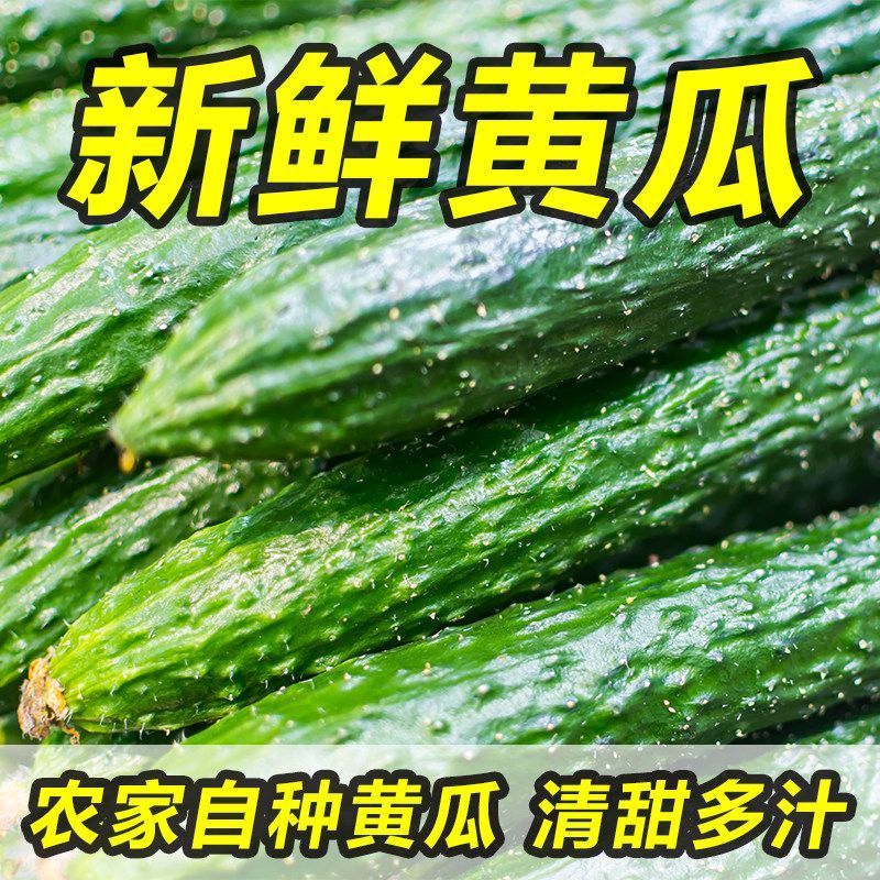 山东莘县大棚黄瓜