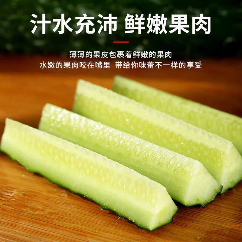 山东莘县大棚黄瓜