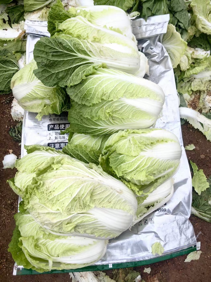 大白菜