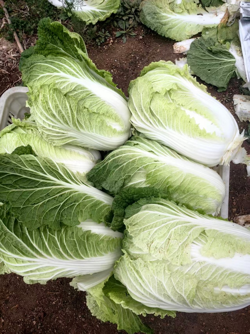 大白菜