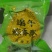 粽子厂家一件代发支持定制