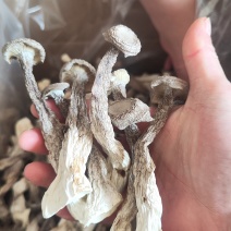 酒店火锅无干燥剂新货鹿茸菇菌菇干货鹿耳菇炖汤鹿茸菇脆脆菇煲汤