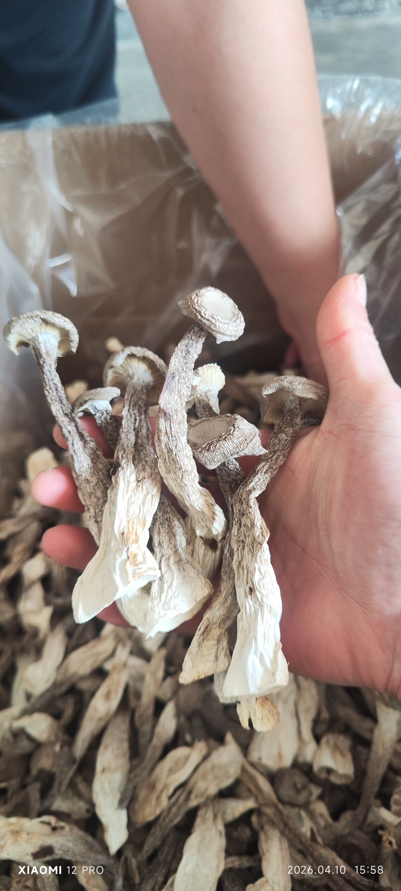 酒店火锅无干燥剂新货鹿茸菇菌菇干货鹿耳菇炖汤鹿茸菇脆脆菇煲汤