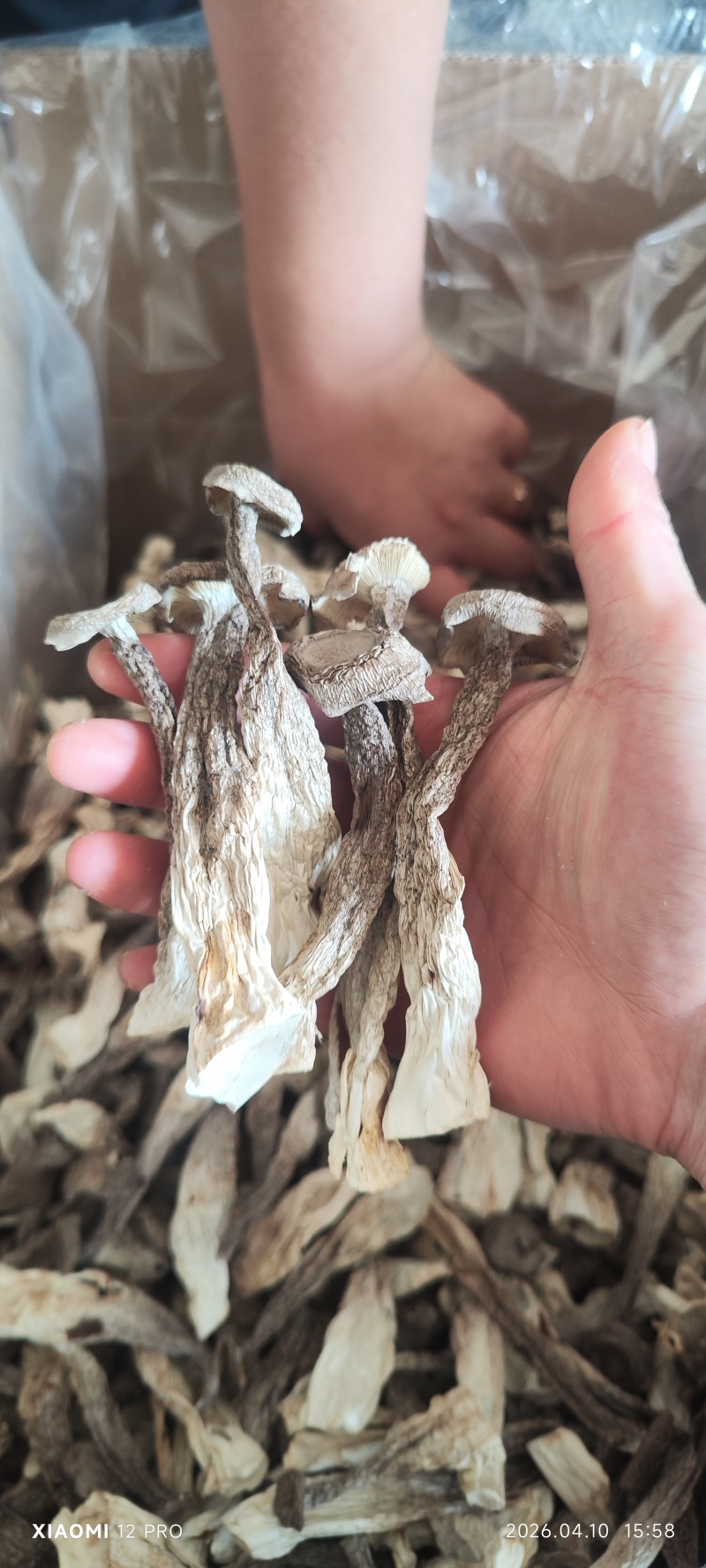 酒店火锅无干燥剂新货鹿茸菇菌菇干货鹿耳菇炖汤鹿茸菇脆脆菇煲汤
