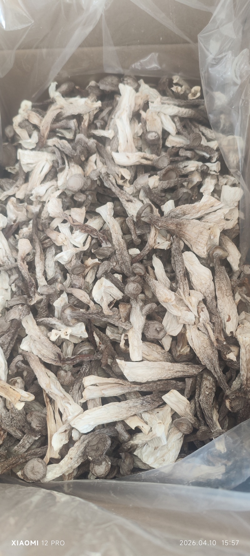 酒店火锅无干燥剂新货鹿茸菇菌菇干货鹿耳菇炖汤鹿茸菇脆脆菇煲汤
