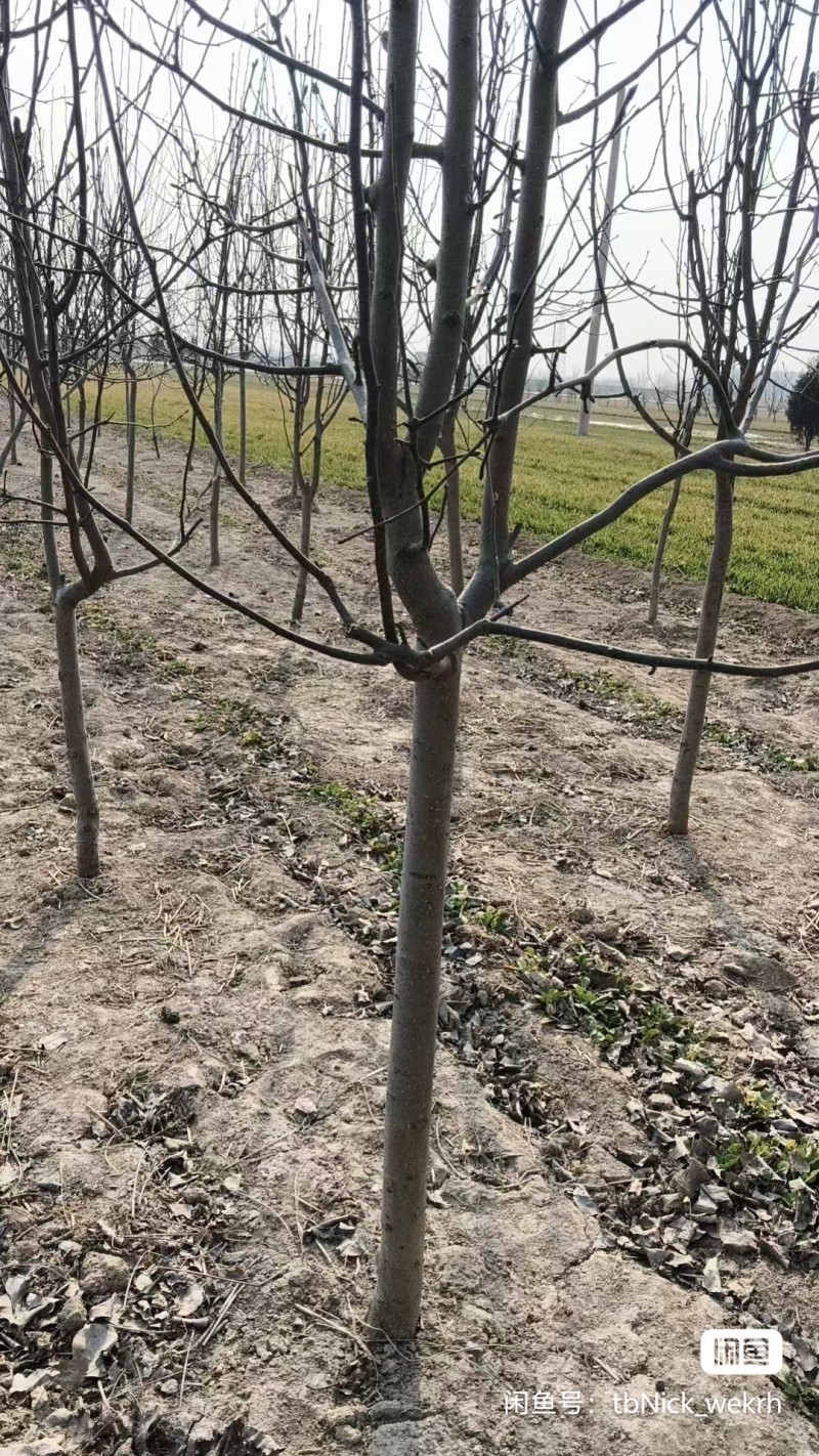 5-8公分梨树，150颗电***********