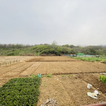 出租田地