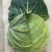 白菜，铁头