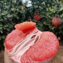 福建漳州平和琯溪红心蜜柚