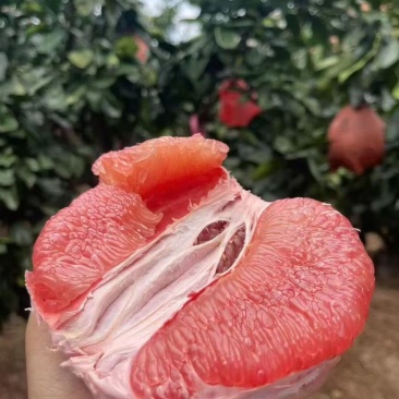 福建漳州平和琯溪红心蜜柚