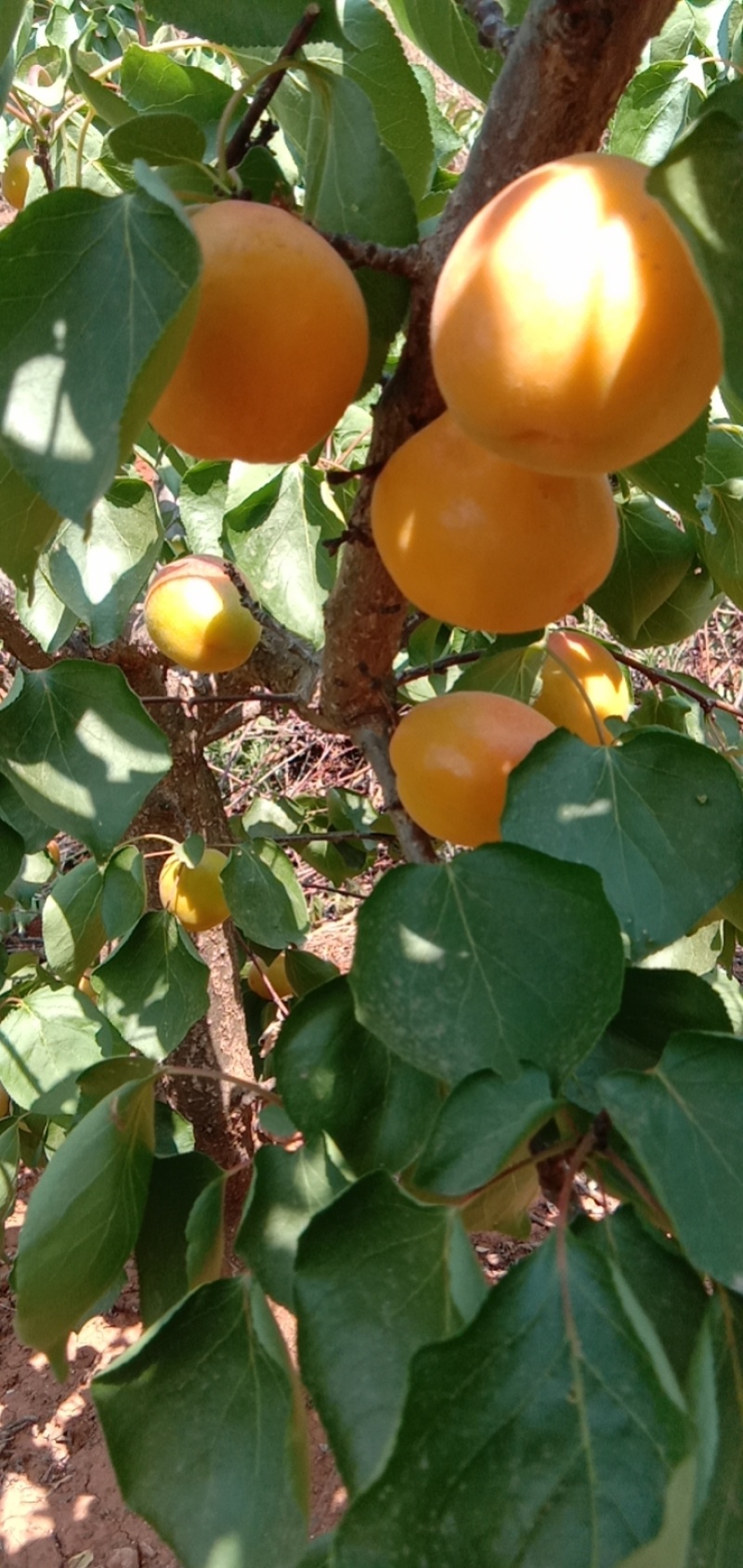 丰园红杏金太阳