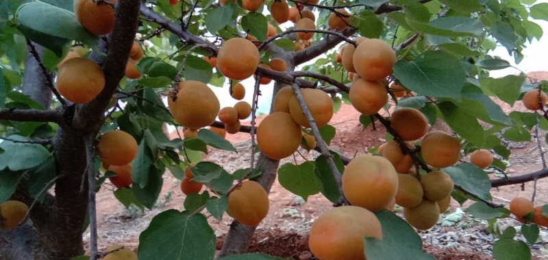 丰园红杏金太阳