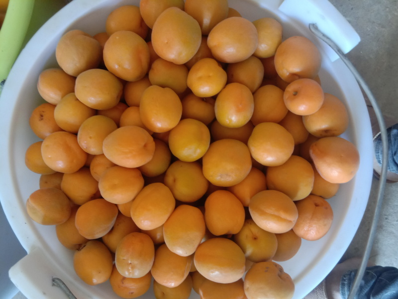 丰园红杏金太阳