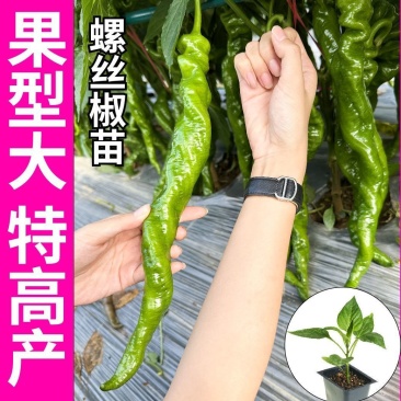 大田可用螺丝椒苗特大螺丝椒苗巨型陇椒种子辣椒种苗