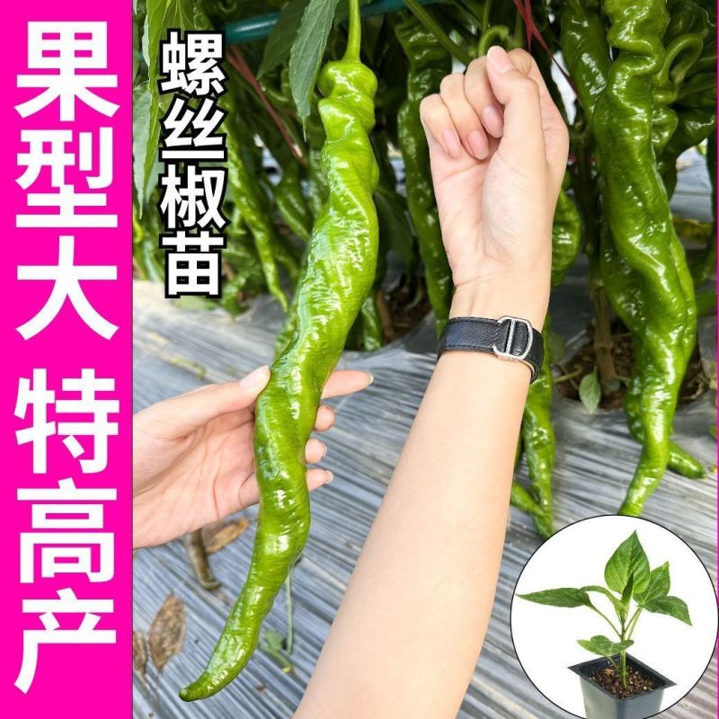 大田可用螺丝椒苗特大螺丝椒苗巨型陇椒种子辣椒种苗