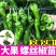 大田可用螺丝椒苗特大螺丝椒苗巨型陇椒种子辣椒种苗