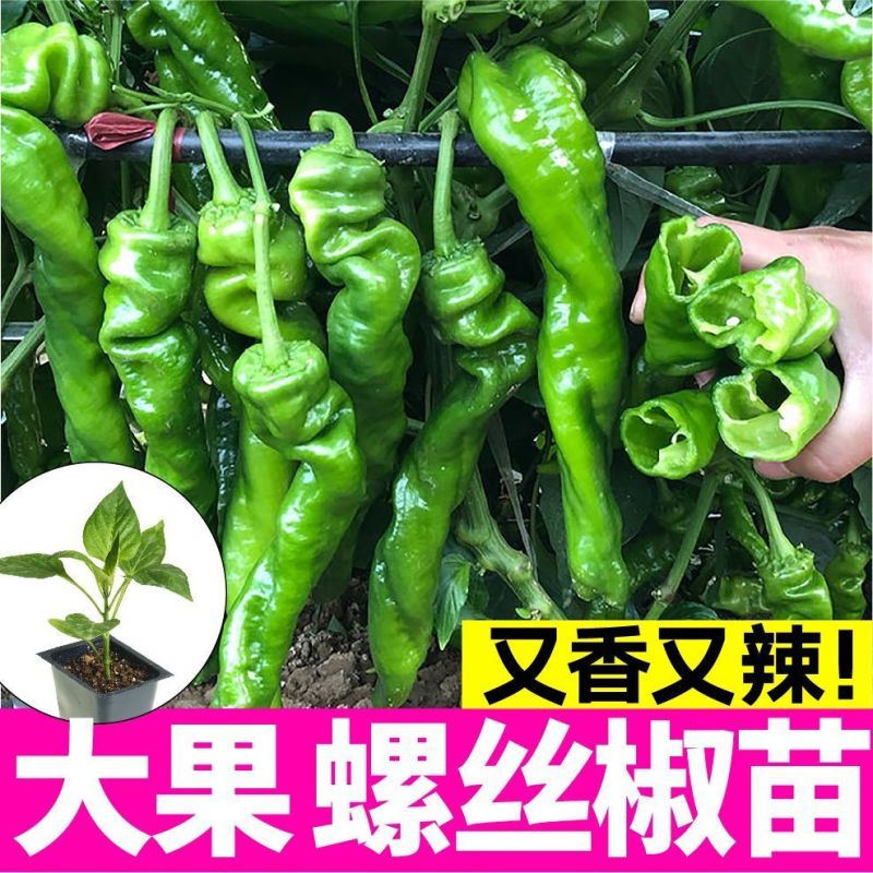 大田可用螺丝椒苗特大螺丝椒苗巨型陇椒种子辣椒种苗