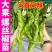 大田可用螺丝椒苗特大螺丝椒苗巨型陇椒种子辣椒种苗