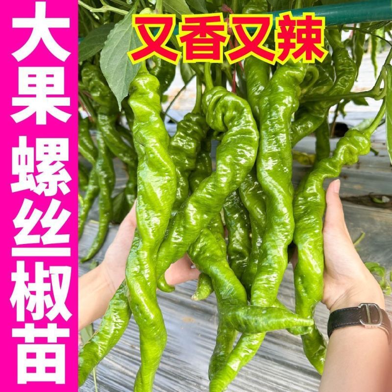 大田可用螺丝椒苗特大螺丝椒苗巨型陇椒种子辣椒种苗