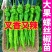 大田可用螺丝椒苗特大螺丝椒苗巨型陇椒种子辣椒种苗