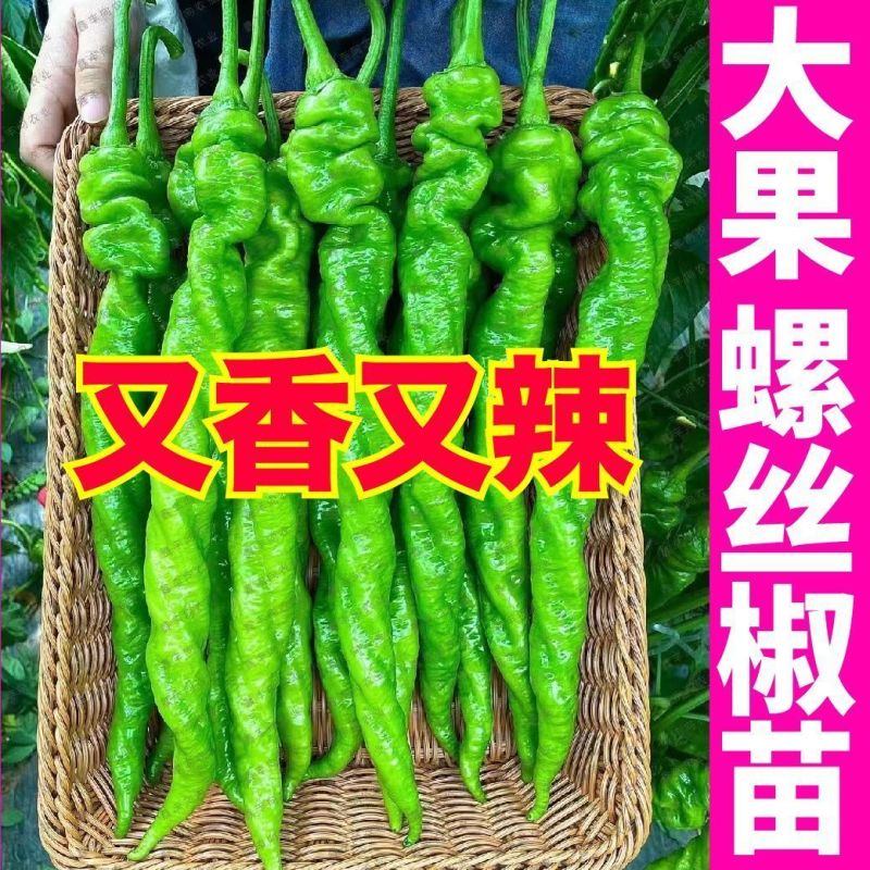 大田可用螺丝椒苗特大螺丝椒苗巨型陇椒种子辣椒种苗
