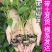 大田可用螺丝椒苗特大螺丝椒苗巨型陇椒种子辣椒种苗