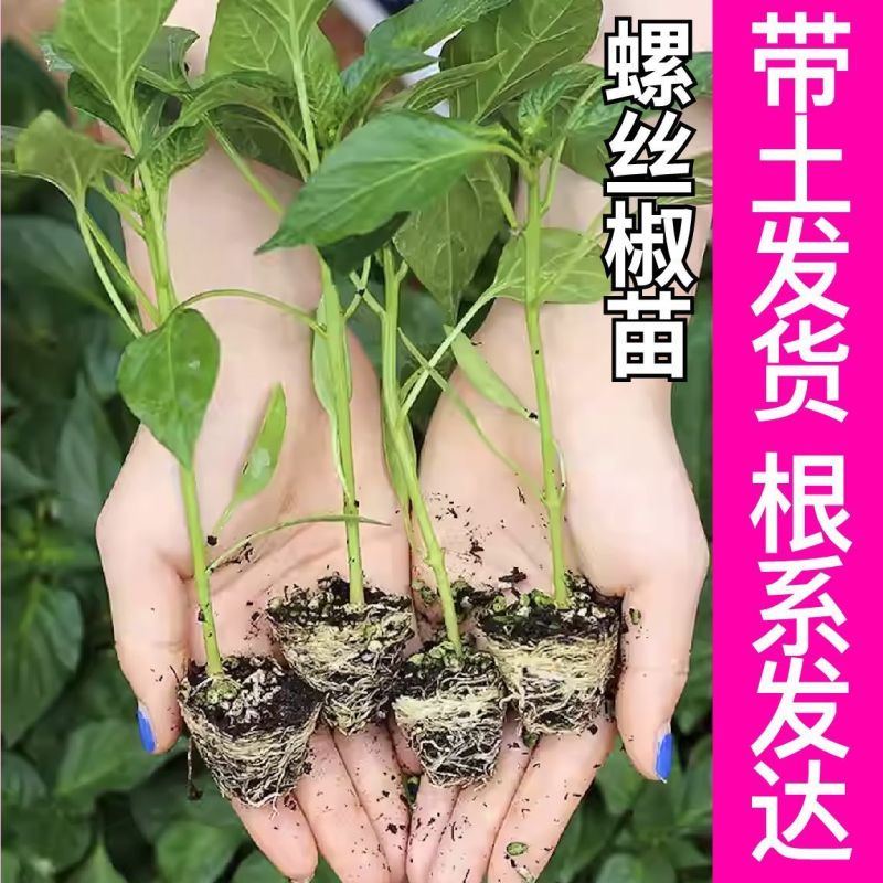 大田可用螺丝椒苗特大螺丝椒苗巨型陇椒种子辣椒种苗