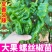 大田可用螺丝椒苗特大螺丝椒苗巨型陇椒种子辣椒种苗