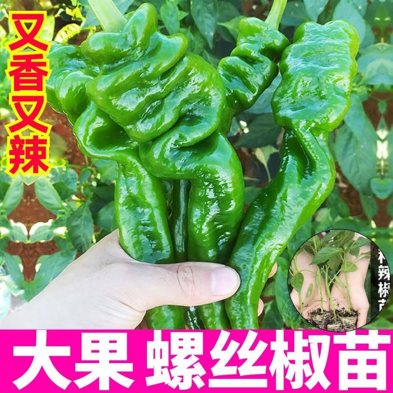 大田可用螺丝椒苗特大螺丝椒苗巨型陇椒种子辣椒种苗