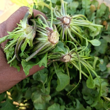 大叶荠菜