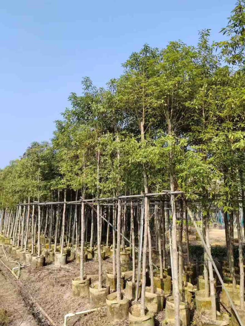 金丝楠木3-25分，各种规格，大量低价出售