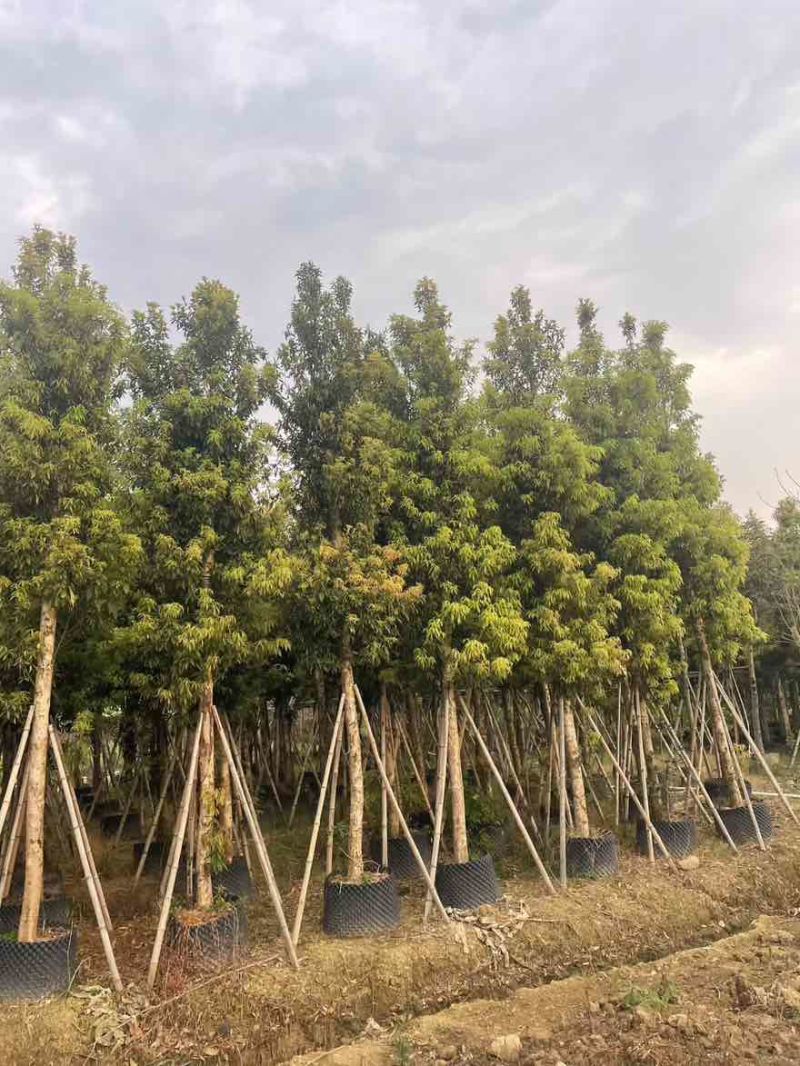 金丝楠木3-25分，各种规格，大量低价出售
