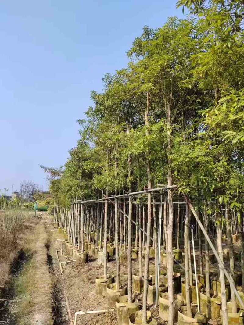 金丝楠木3-25分，各种规格，大量低价出售
