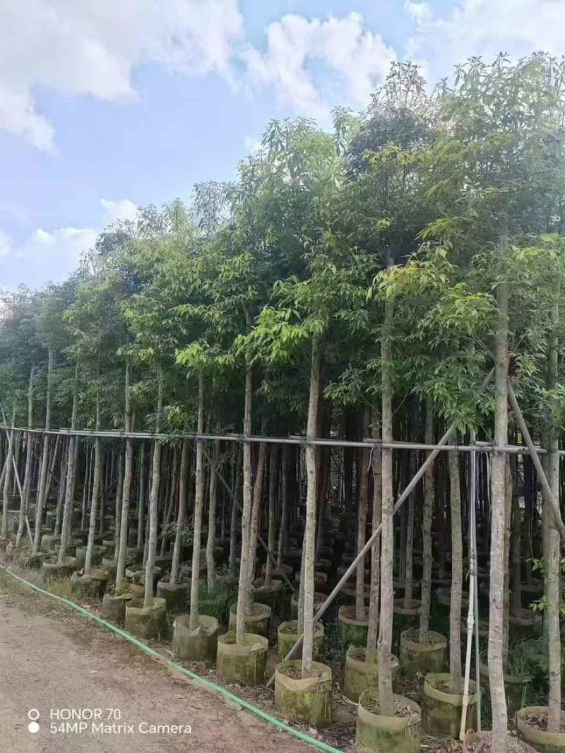 金丝楠木3-25分，各种规格，大量低价出售