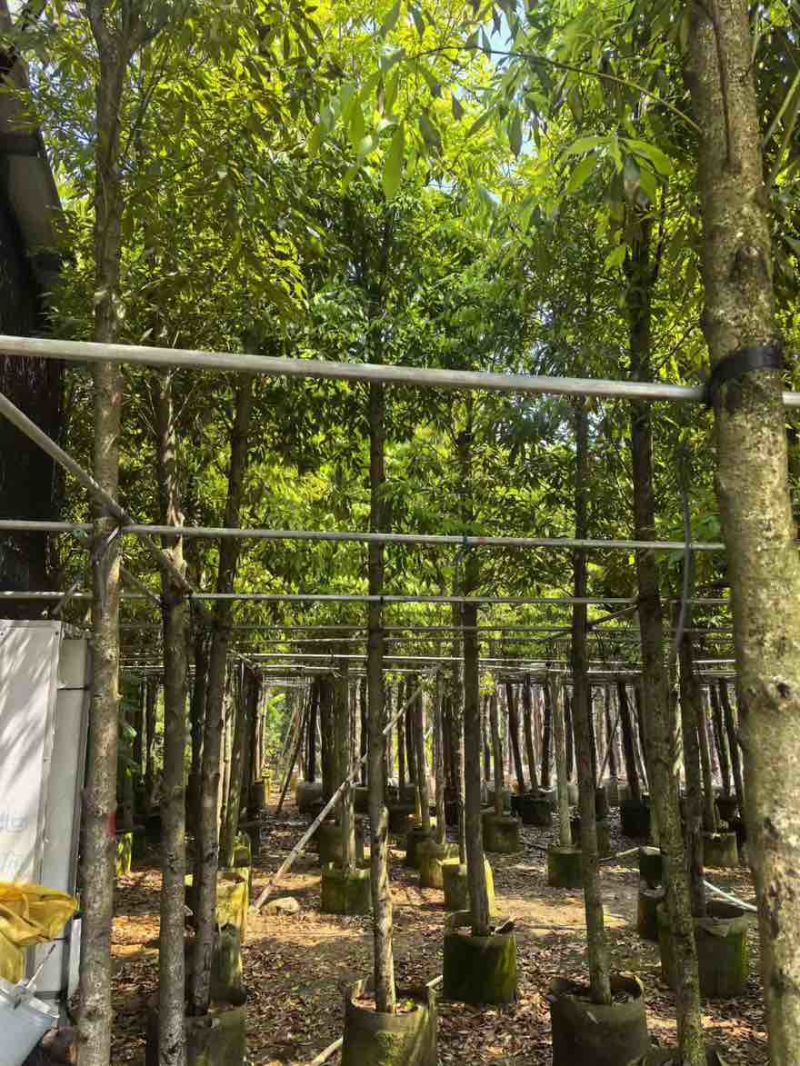 金丝楠木3-25分，各种规格，大量低价出售