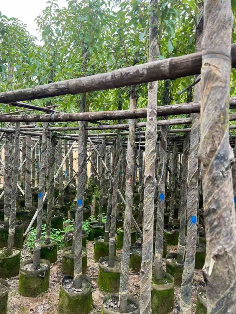 香樟3-15分，各种规格，大量低价出售
