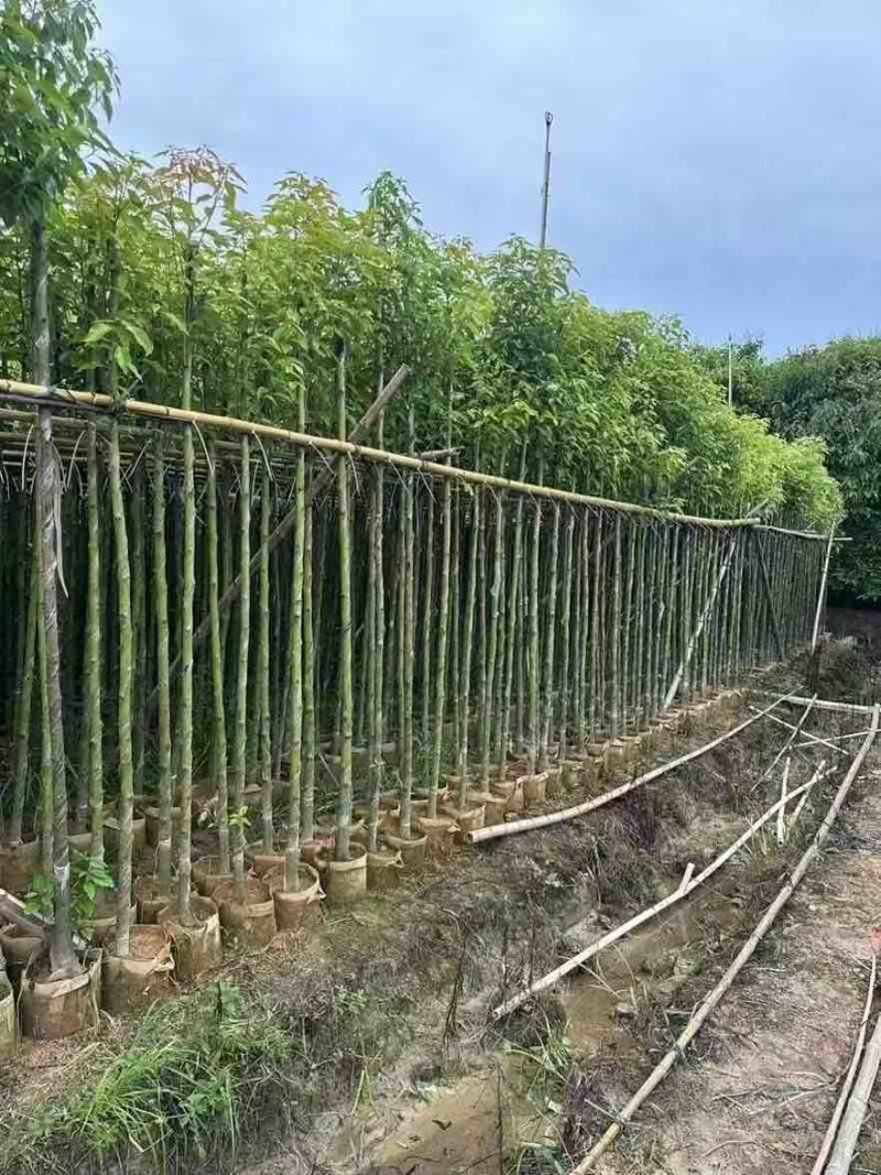 香樟3-15分，各种规格，大量低价出售