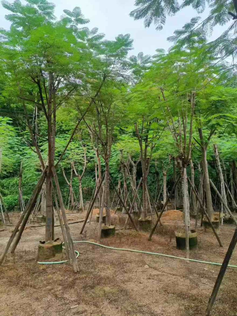 凤凰木骨架10-30分，各种规格，大量低价出售