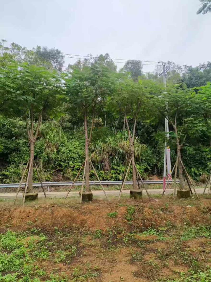 凤凰木骨架10-30分，各种规格，大量低价出售