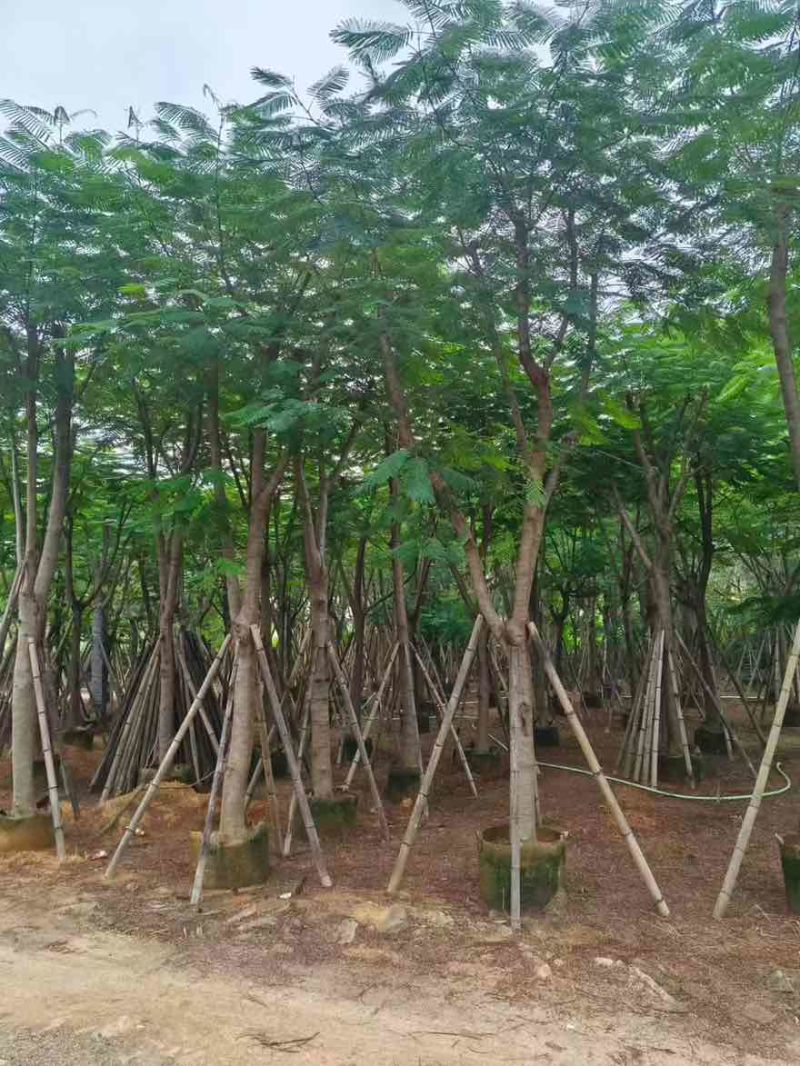 凤凰木骨架10-30分，各种规格，大量低价出售