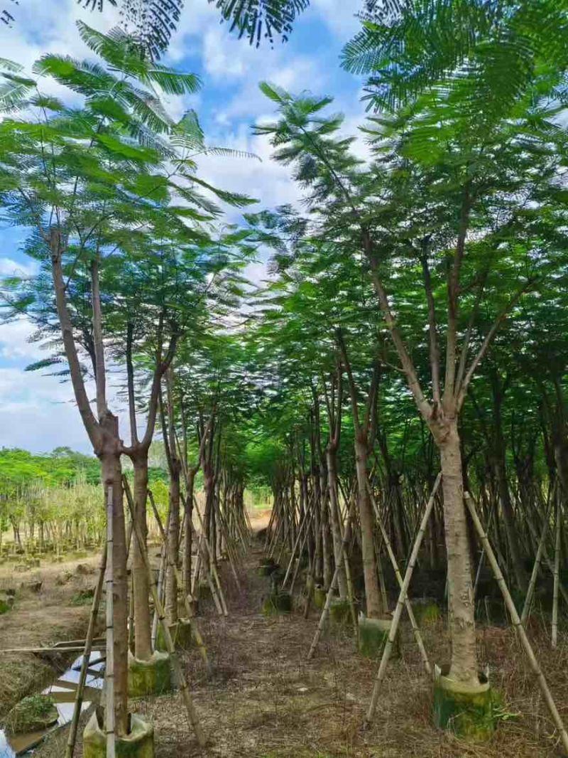 凤凰木骨架10-30分，各种规格，大量低价出售