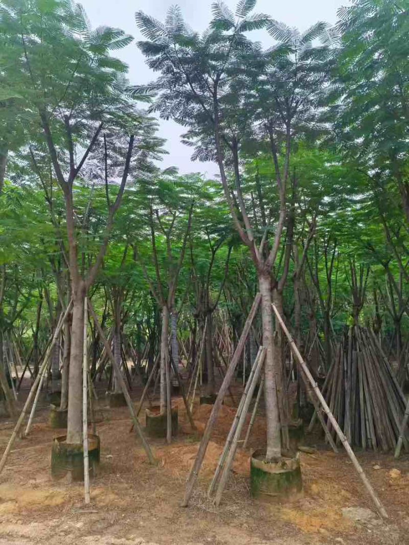 凤凰木骨架10-30分，各种规格，大量低价出售
