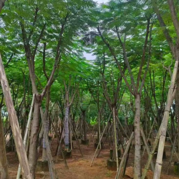凤凰木骨架10-30分，各种规格，大量低价出售