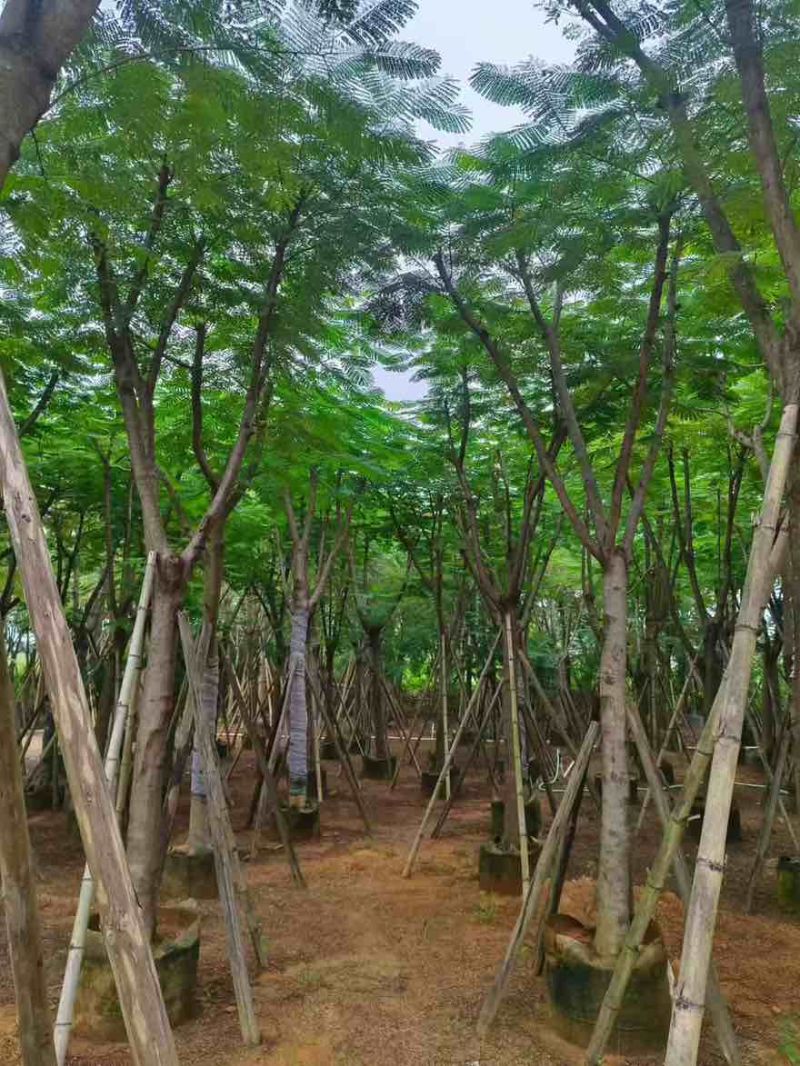 凤凰木骨架10-30分，各种规格，大量低价出售