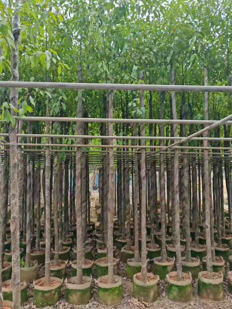 香樟3-15分，各种规格，大量低价出售