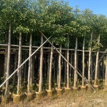 香樟3-15分，各种规格，大量低价出售