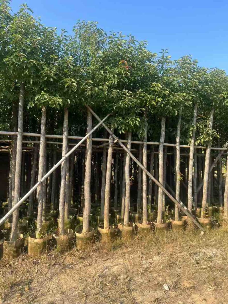 香樟3-15分，各种规格，大量低价出售