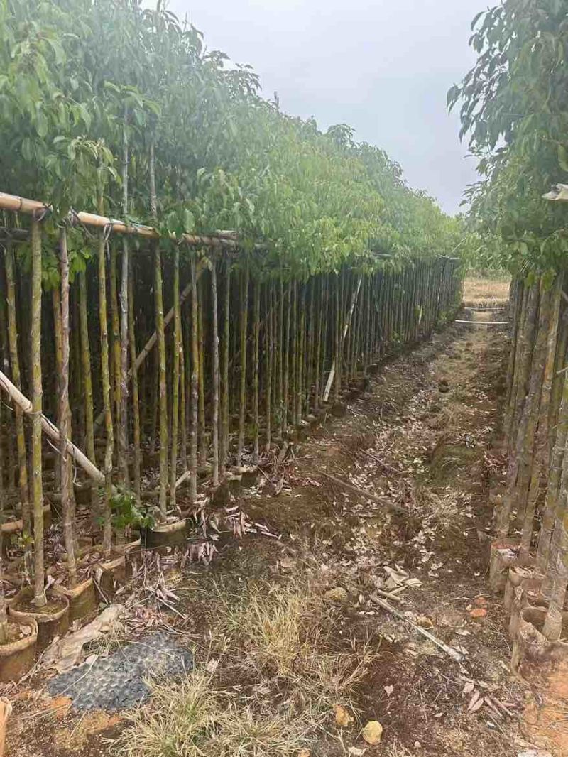 香樟3-15分，各种规格，大量低价出售